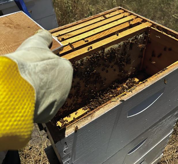 Honey biz is sweet for young beekeeper