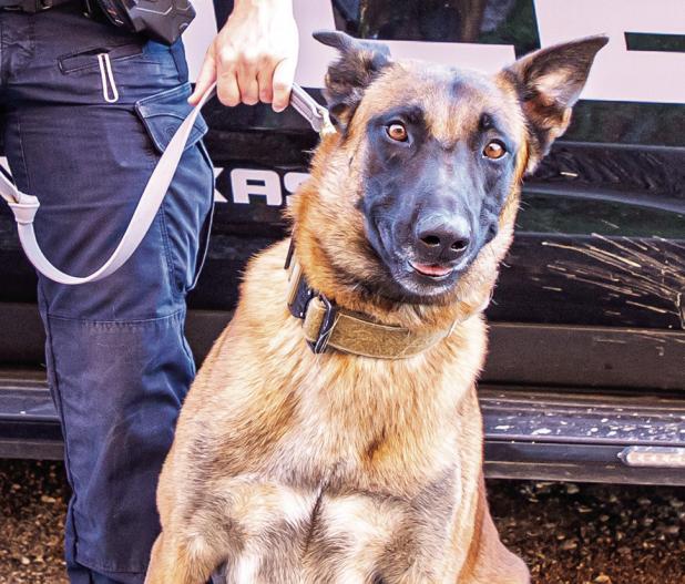 K9 Bond sniffs out drugs in Main St. arrest