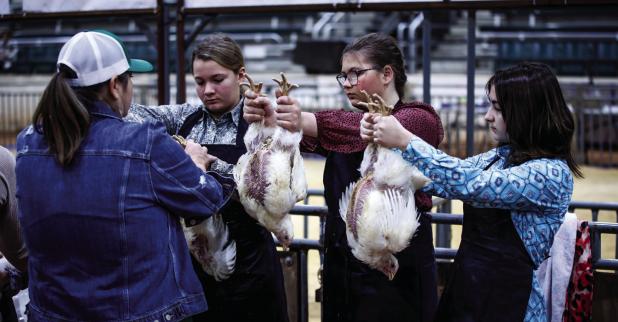 Returning this year to the Young County Junior Livestock Show is the poultry or chicken competition. Just like any other animal division, ag students must spend countless hours raising and learning about all things chicken. Photo by Will Sadler
