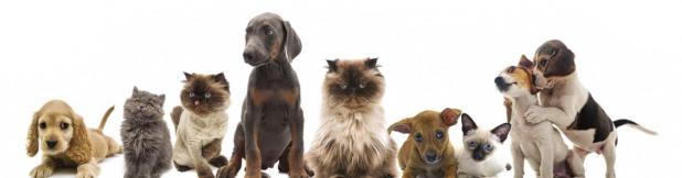 Who let the dogs out?
