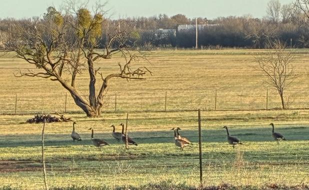Last year, we had the pleasure of watching a pair of geese raise their brood of eight chicks around a neighbor’s stock tank. Photo by Denis Jeske