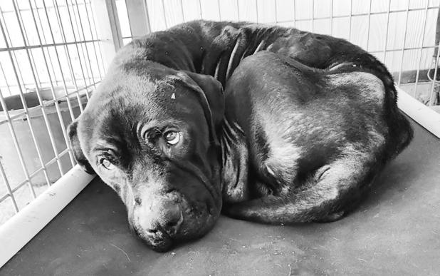 OPD arrests Olney man in dog cruelty case