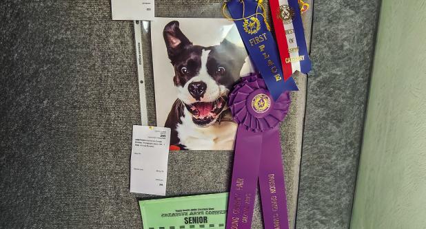 Marlee Lane, Olney FFA Senior Division Grand Champion Creative Art Photography Animals Domestic Photo by Will Sadler