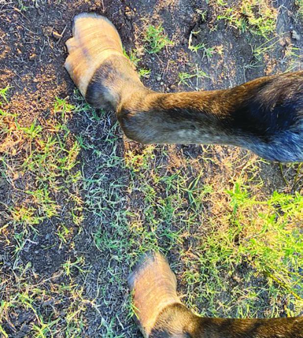 Olney man charged with felony animal cruelty