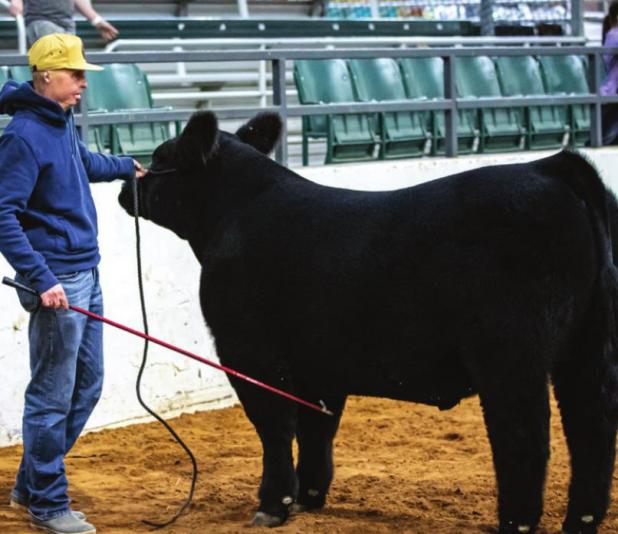 Youth Shine at the 2022 Junior Live Stock Show