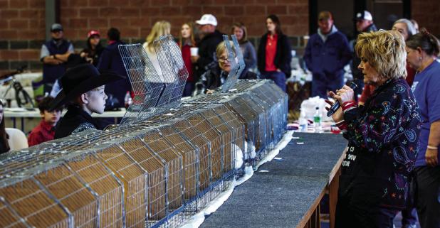 Olney 4-H member Rocket Laurent receives feedback during the rabbit competition at the Young County Junior Livestock Show Photo by Will Sadler