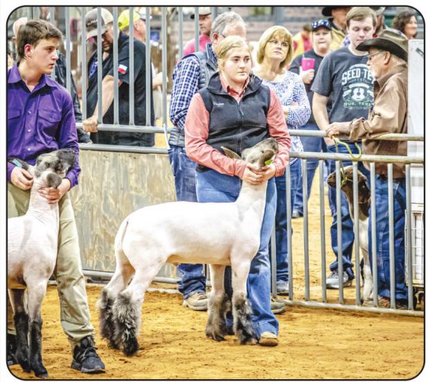 Young County Jr. Livestock Highlights 2020