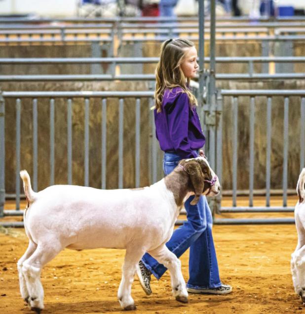 Youth Shine at the 2022 Junior Live Stock Show
