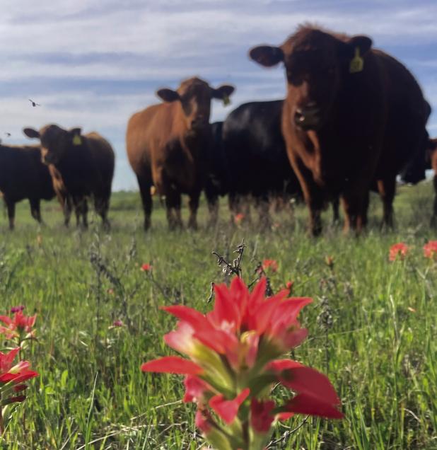 Young County cattle raisers are bracing for the arrival of the New World Screw Worm, which the USDA says has crossed into Lavaca County from Mexico. Photo by Shad Sullivan
