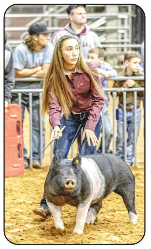 Young County Jr. Livestock Highlights 2020