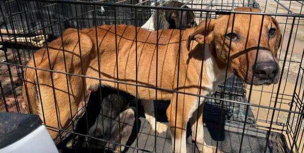 Olney residents sentenced in dog hoarding case