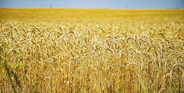 Triticale Harvest