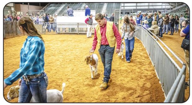 Young County Jr. Livestock Highlights 2020