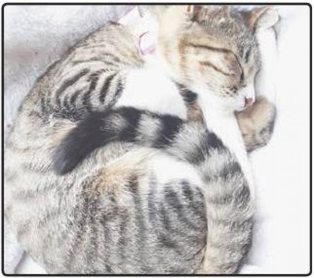 PET OF THE WEEK