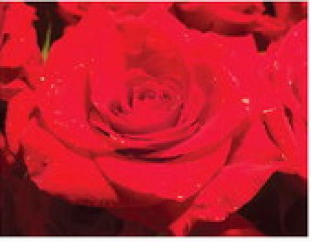 The Rose Poet