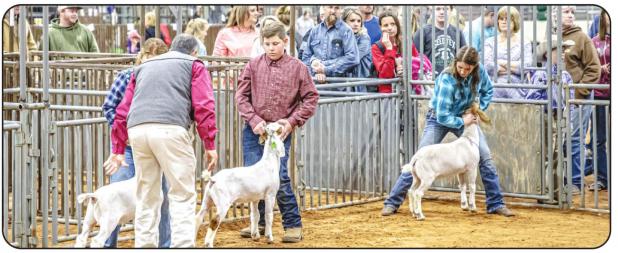 Young County Jr. Livestock Highlights 2020