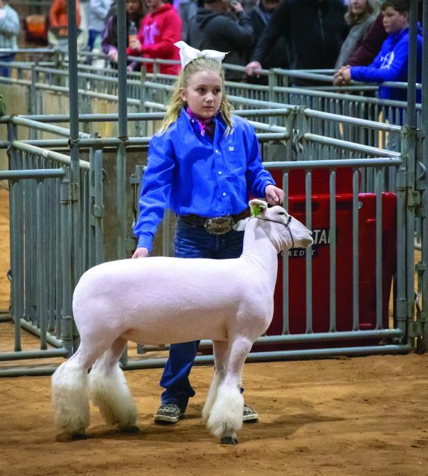 Young County Livestock Show Continued