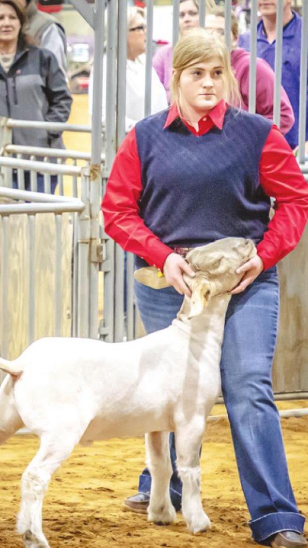 Clara Neal (Newcastle FFA) placed 1st in the Goat Hvy. Wt, Class 5, and Champion in the Goat Hvy Wt. Division.