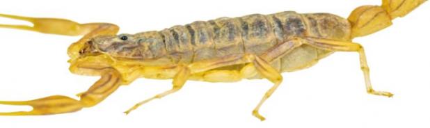 Boy Scout Adventure: Scorpion Bite