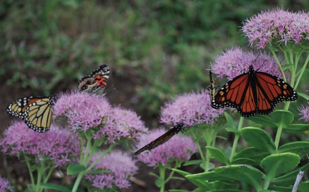 The Monarchs Are Here!