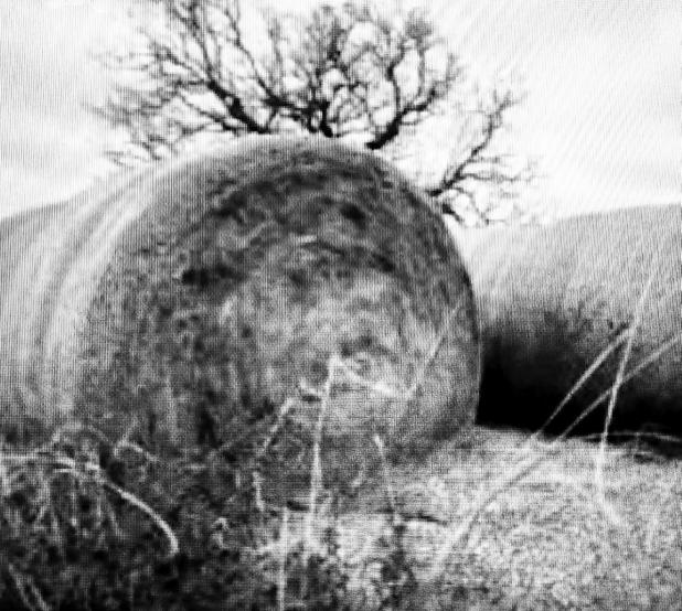 Hay prices reach 50-year high