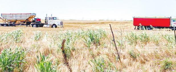 Triticale Harvest