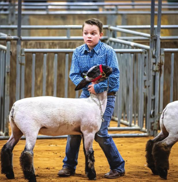 Youth Shine at the 2022 Junior Live Stock Show