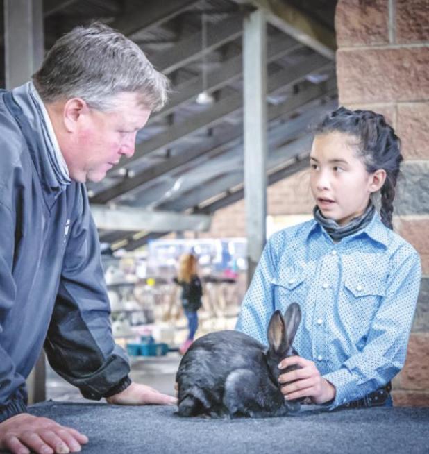 Gabby Musgrave (Olney 4H) 2nd in Heavy wt. Ind., 6th place Breeder and 8th place meat pen