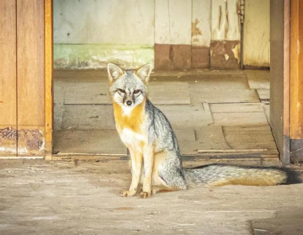 The Foxtrot is back!