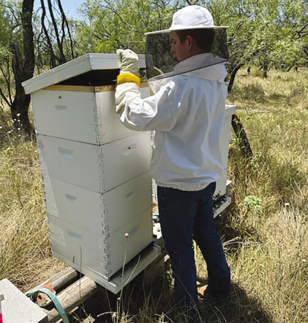 Honey biz is sweet for young beekeeper