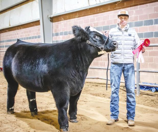 Clay Fite, Olney FFA, placed 1st in the Exotic Steer Class 4 Division, and 2nd place in Class 1 and 2 of the English Steer Division. He also earned Reserve Champion in both English and Exotic Steer Divisions.