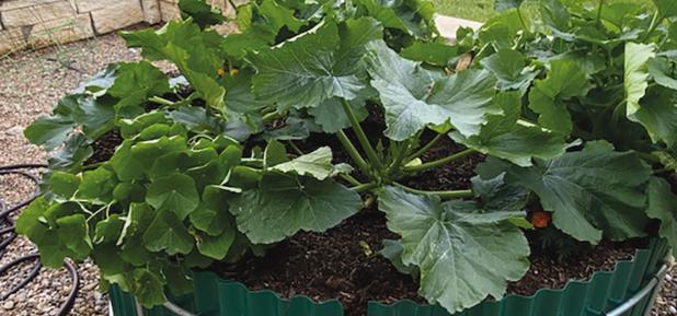 Organic gardeners reap healt