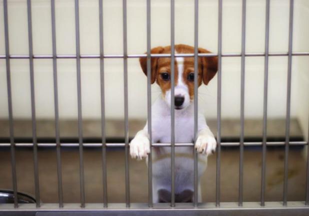 Who let the dogs out?