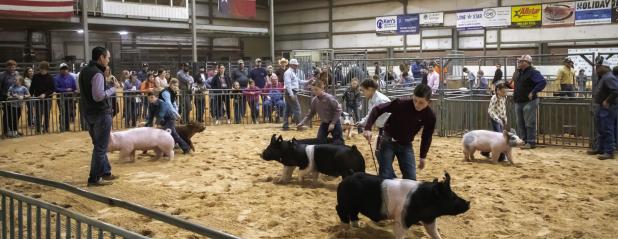 Junior Livestock Show Competitors show their stuff