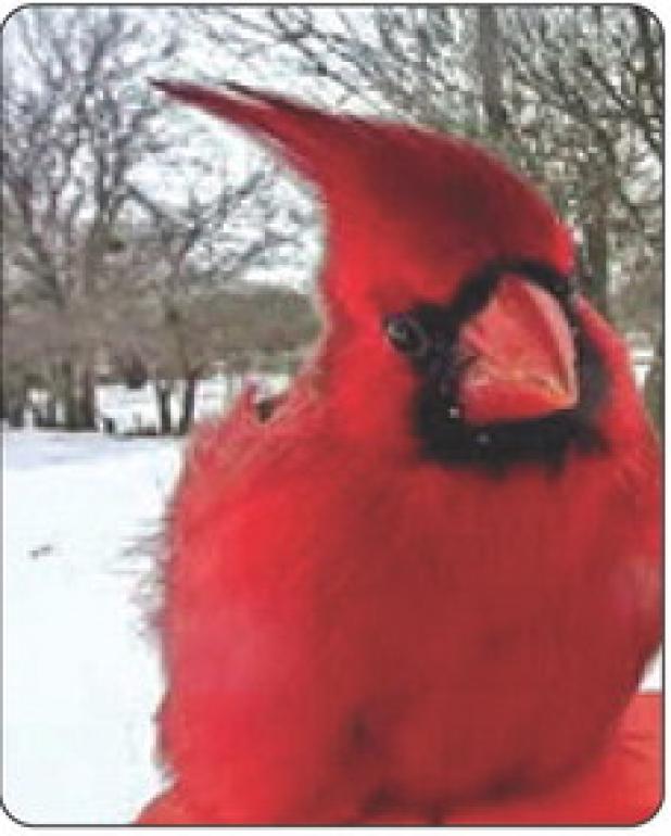 Right: Cardinal by Jessa Branum Below left: Cows at the McClatchy Ranch
