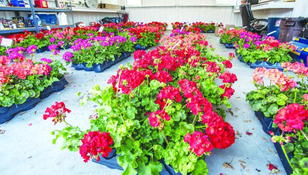 The Olney Junior Altruistic Club’s biggest fund raiser is their annual geranium sale, funds raised go to help other nonprofits in Olney. Photo by Will Sadler