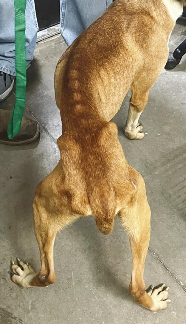 OPD seizes 26 starving dogs from Payne Street house; 2 arrested