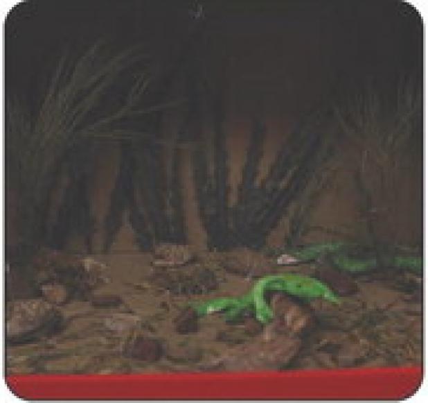 OES Second Grade Dioramas
