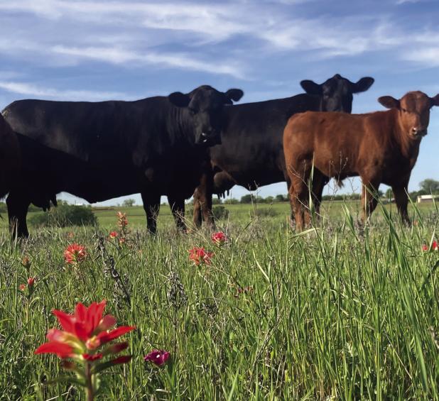 Local beef producers are navigating shifting federal trade policies and keeping an eye on disease outbreaks. Photo by Shad Sullivan