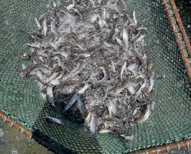 The Texas Department of Parks & Wildlife stocked Lake Cooper with catfish as part of a plan to improve Olney Lake and Lake Cooper as recreation areas. Photo provided by Texas Department of Park & Wildlife