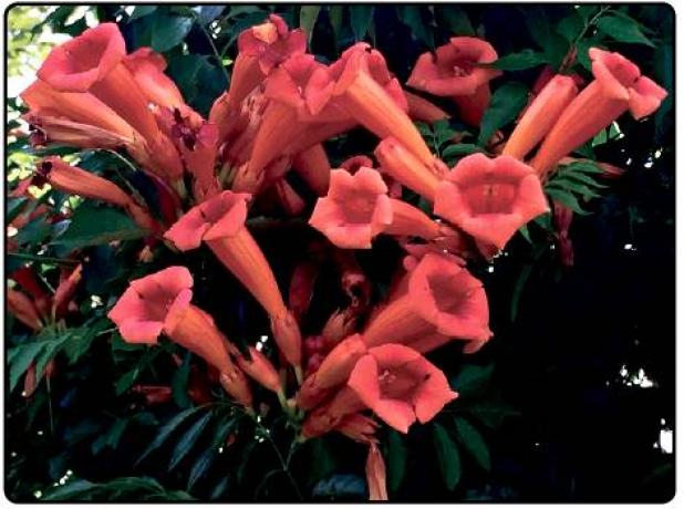 Article Image Alt Text