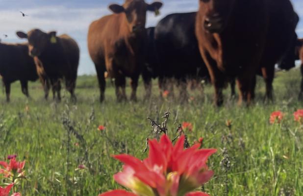 Young County cattle raisers are bracing for the arrival of the New World Screw Worm, which the USDA says has crossed into Lavaca County from Mexico. Photo by Shad Sullivan