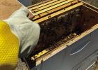 Honey biz is sweet for young beekeeper