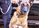 K9 Bond sniffs out drugs in Main St. arrest