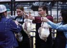 Returning this year to the Young County Junior Livestock Show is the poultry or chicken competition. Just like any other animal division, ag students must spend countless hours raising and learning about all things chicken. Photo by Will Sadler