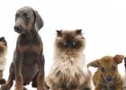 Who let the dogs out?