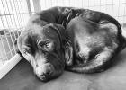 OPD arrests Olney man in dog cruelty case
