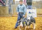 August Ikert (Olney FFA) placed 4th in Duroc Class 4, 2nd in Spot Class9 and 5th Dark Cross Class 18 in the Swine Division