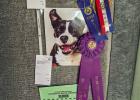 Marlee Lane, Olney FFA Senior Division Grand Champion Creative Art Photography Animals Domestic Photo by Will Sadler