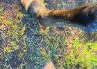 Olney man charged with felony animal cruelty